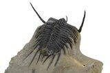 Spiny Psychopyge Trilobite - Issoumour, Morocco #300592-6